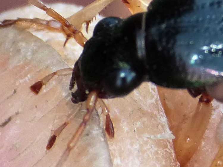 Epomis dejanii sardo? No. Epomis circumscriptus